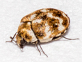 Anthrenus verbasci